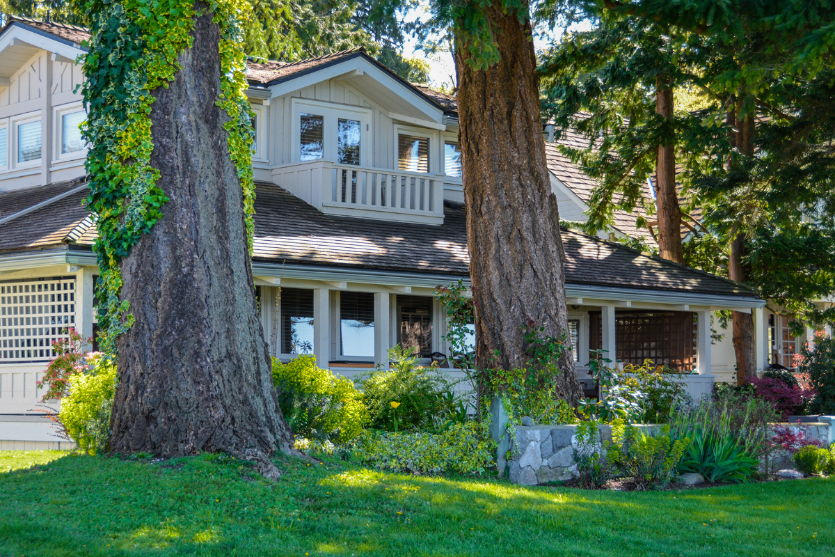 Tree Risk Assessment in Ridgeley West Virginia