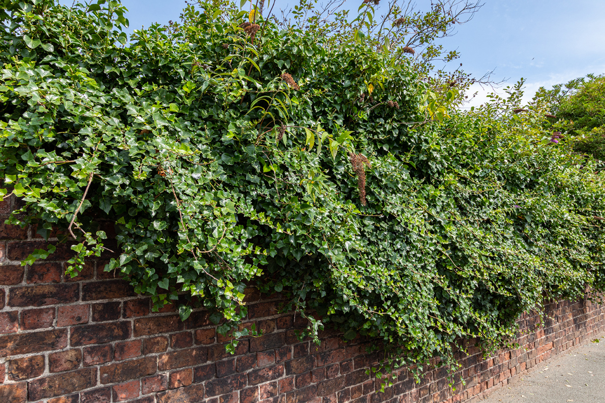 Bush Removal in Hagerstown Maryland