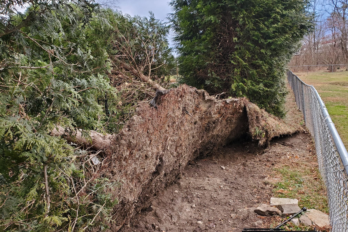 Storm Tree Clean up in Frostburg Maryland