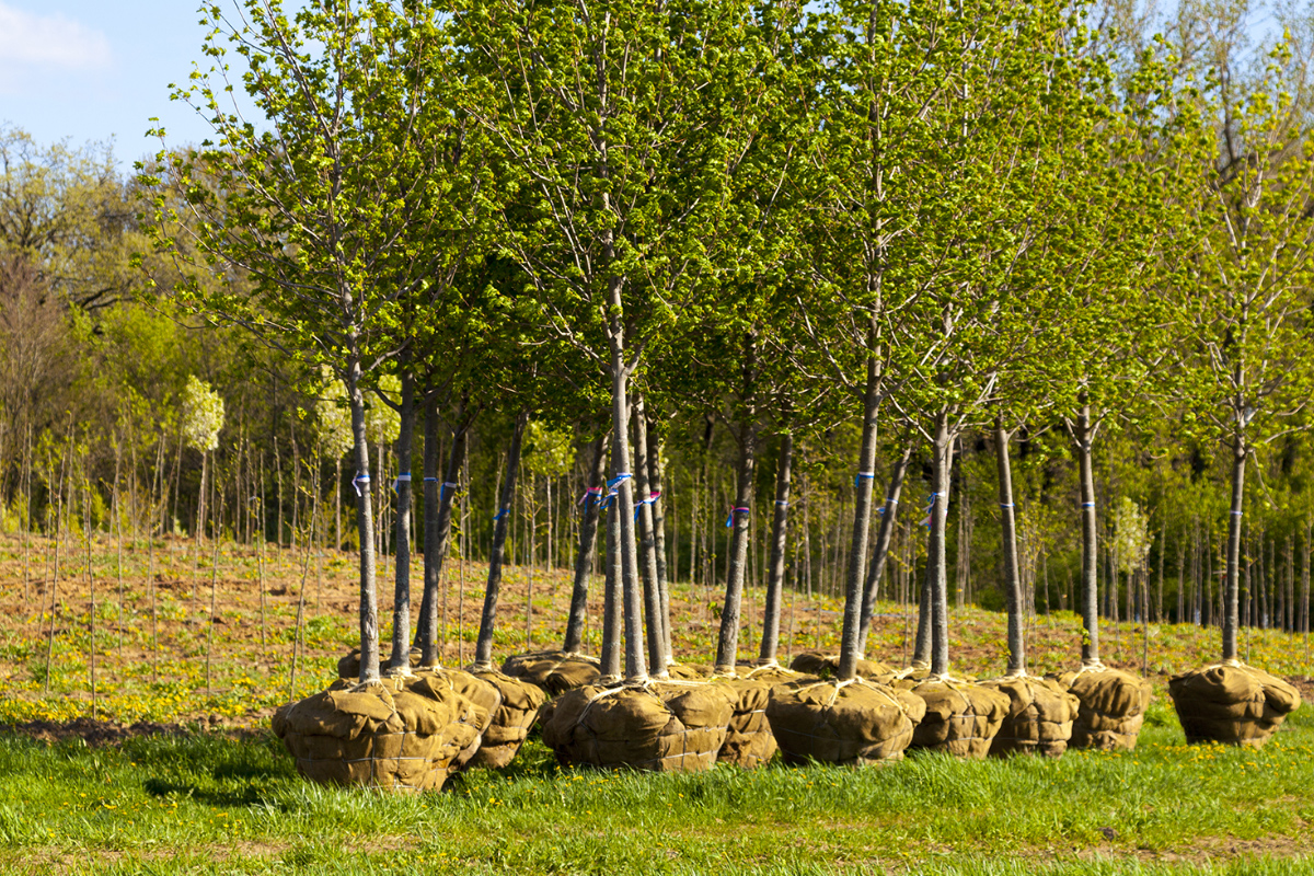 Tree Planting in West Virginia