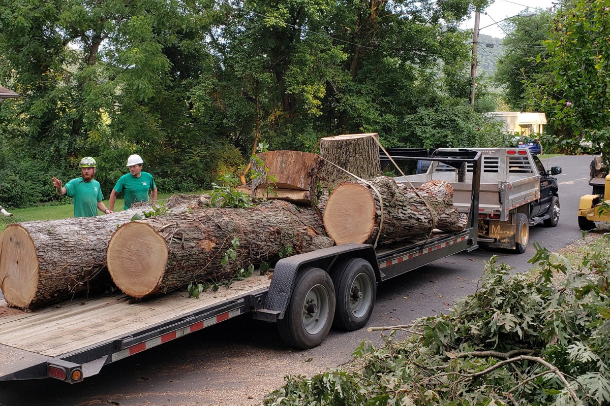 Tree Removal in Fort Ashby West Virginia